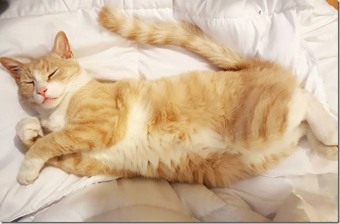 orange cat sleeping blog