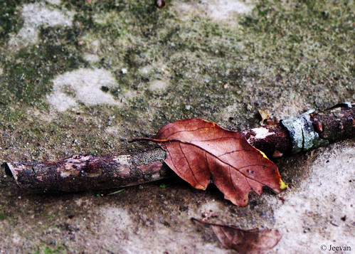 A dry leaf