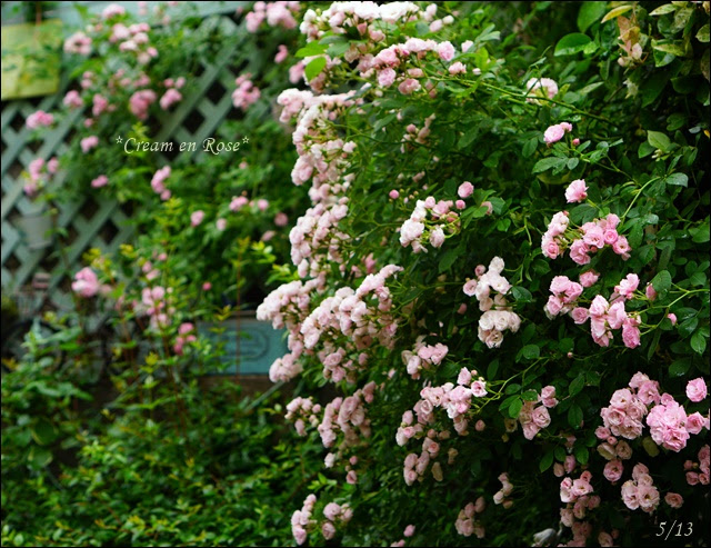 群舞13 Cream En Rose