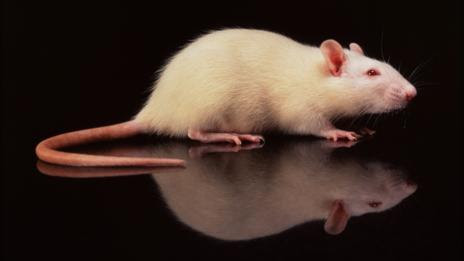 (Science Photo Library)