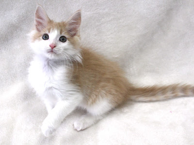 ペットモデルのメインクーン 子猫が所属しました ペットモデルの動物プロダクションエムドッグス