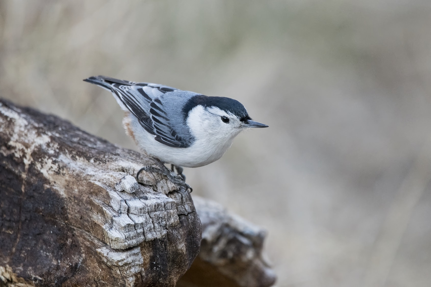 Download Nuthatches, the acrobats of the bird-feeder