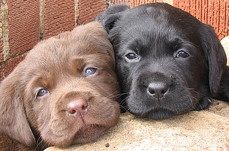  Puppies on Puppies  The Best Distraction    Nwlc10 Blog