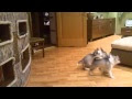 Mama dog plays the most precious game of hide and seek! When she catches her kids? I was on the floor!