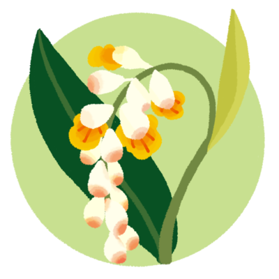 月桃 ゲットウ の花 １の無料素材 イラスト沖縄 おきなわ