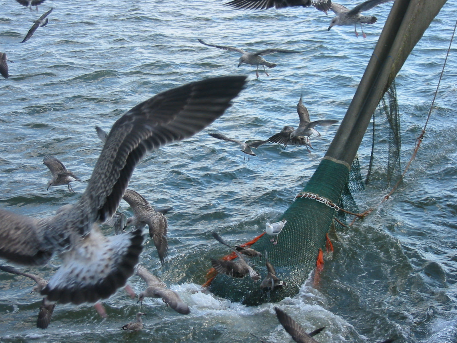 animal birds sea ocean water seagulls fishing boath net fishery catching fish Jaap