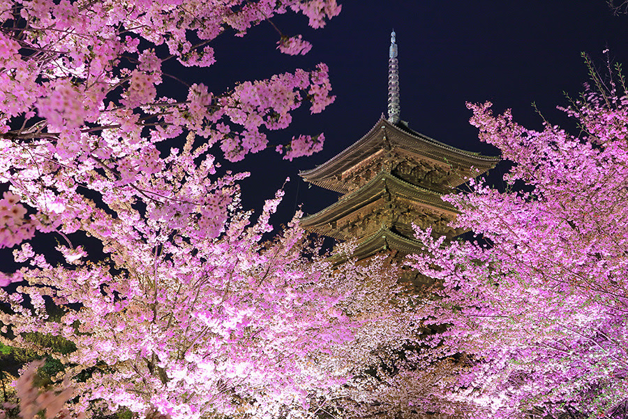 京都 桜