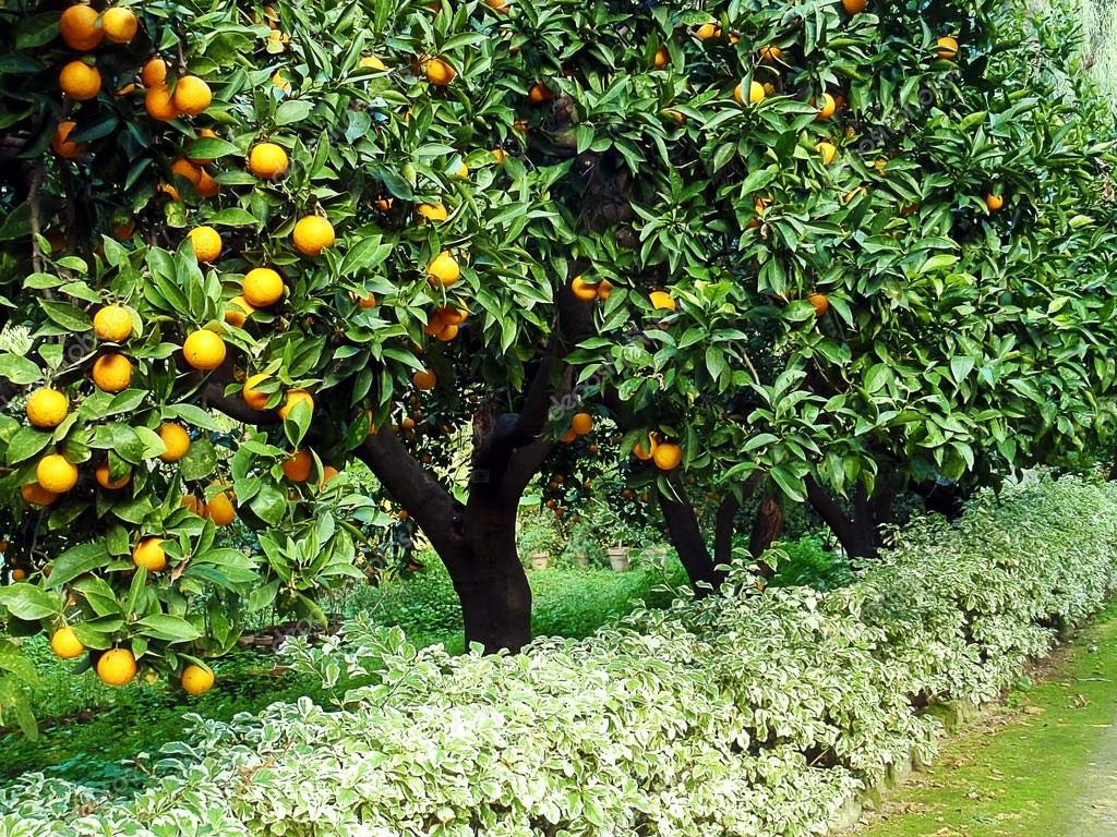 Citrus sinensis - Orange tree - Lemoenboom | Sun Trees