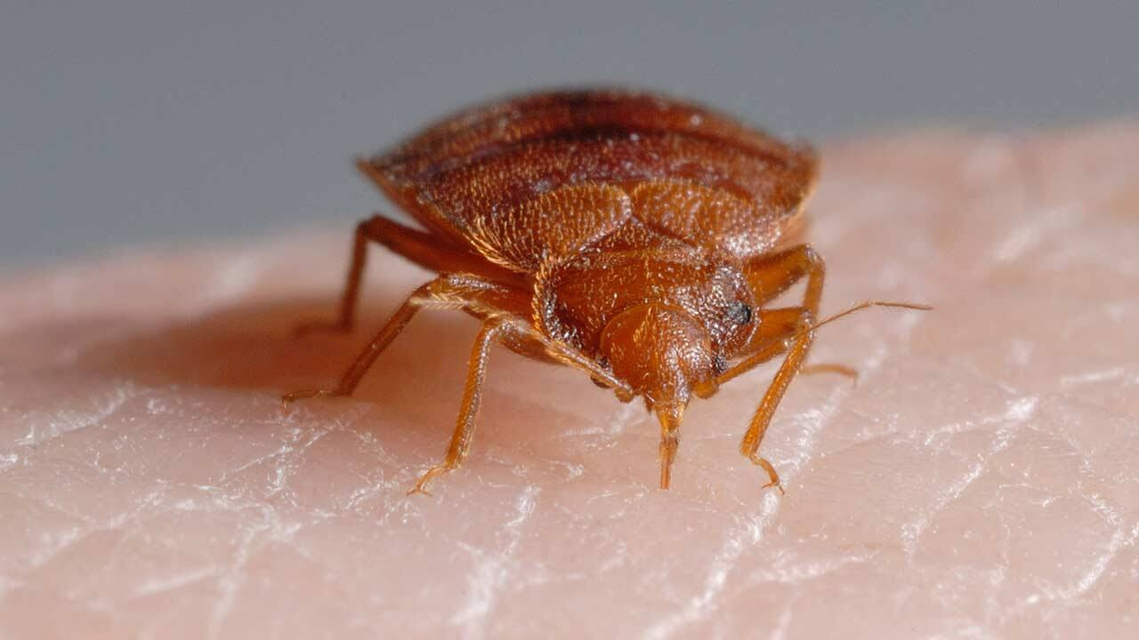 Bite Me: The Bed Bug Invasion - Doc Zone
