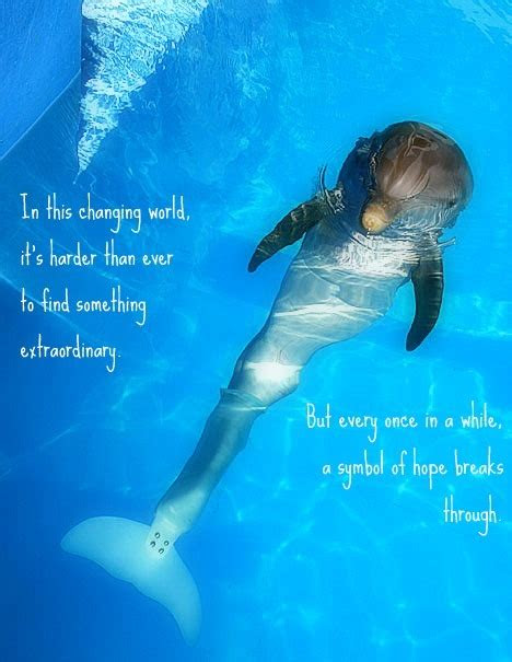 dolphin tale quotes quotesgram