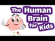 Popullar Human Brain Facts for Kids Structure and Function Video, Video cartoon of brain Newest!