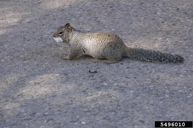 Backyard Gardener  Rock Squirrels  January 7, 2015