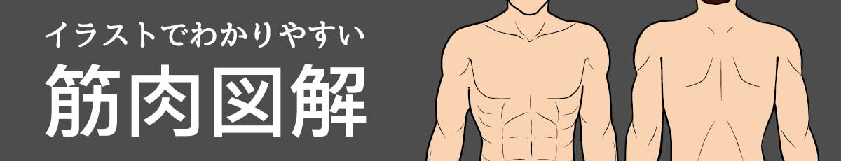 筋トレするならボディメーカー Bm Training Navi トレーニングナビ イラストで分かりやすい筋肉図解 背中 Bodymaker ボディメーカー 公式 スポーツ通販サイト