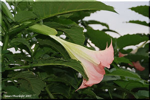 大きな花が下向きに咲く エンゼルス トランペット ツリー 華のある暮らし Feat 徒然草 花の写真館 楽天ブログ
