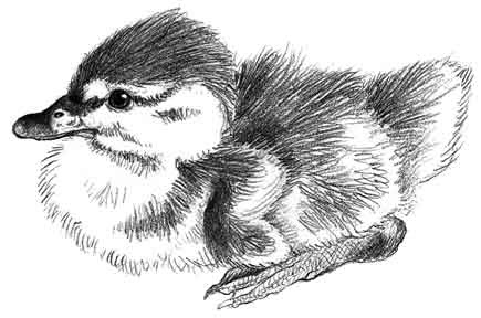 Sketching Wildlife Basics Workbook