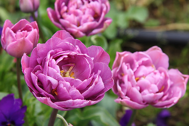 Monet-Giverny3
