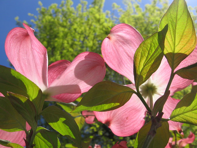 pink_tree_2