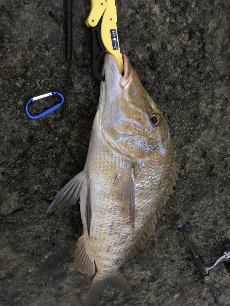 Pe0 4号で獲れた タマン60up 沖縄ルアーfishing 釣りのりょう坊