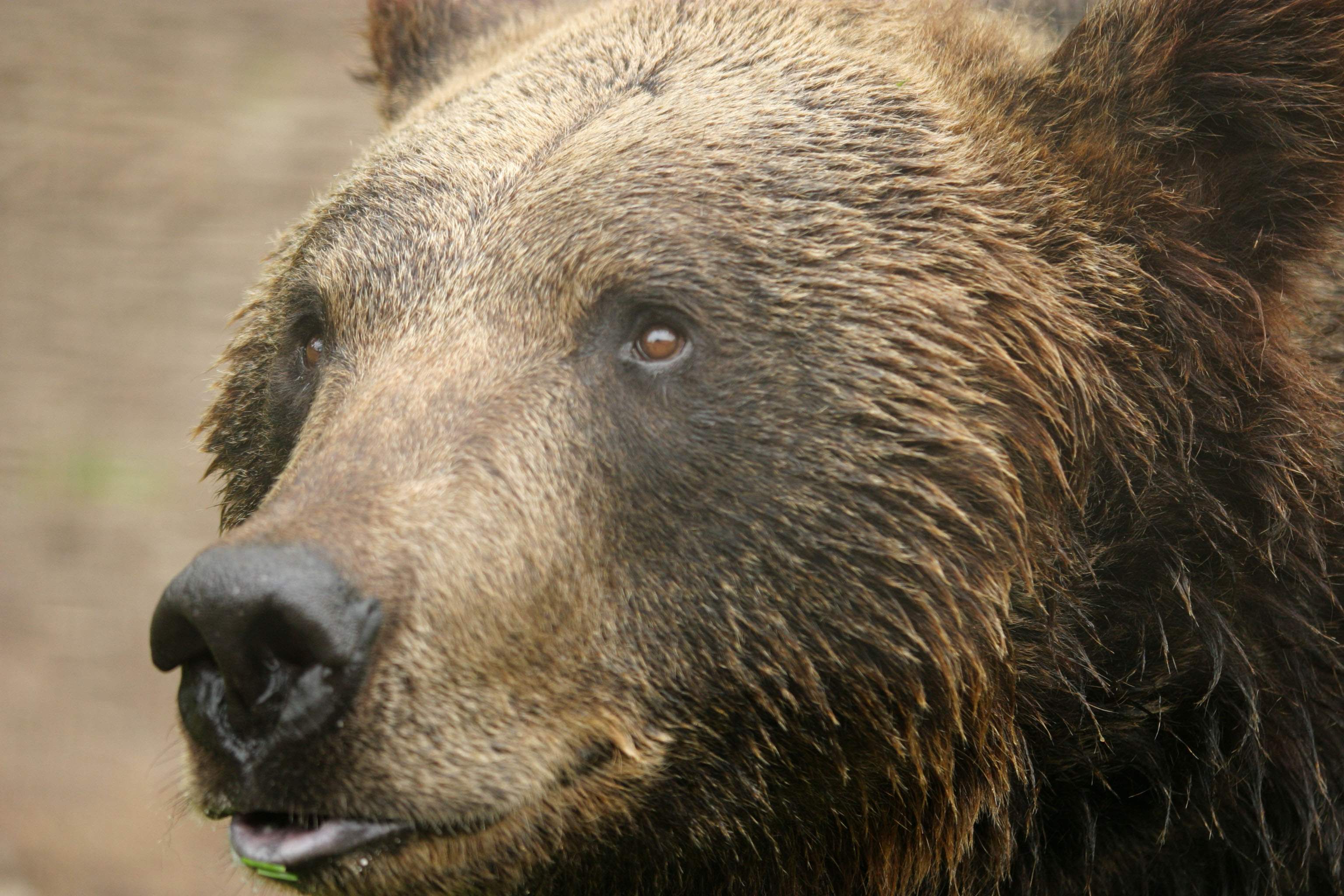 ゆんフリー写真素材集 No 984 クマの目 日本 静岡