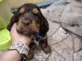 Vers le haut bébé cocker noir et feu 607590-Chiot cocker noir et feu