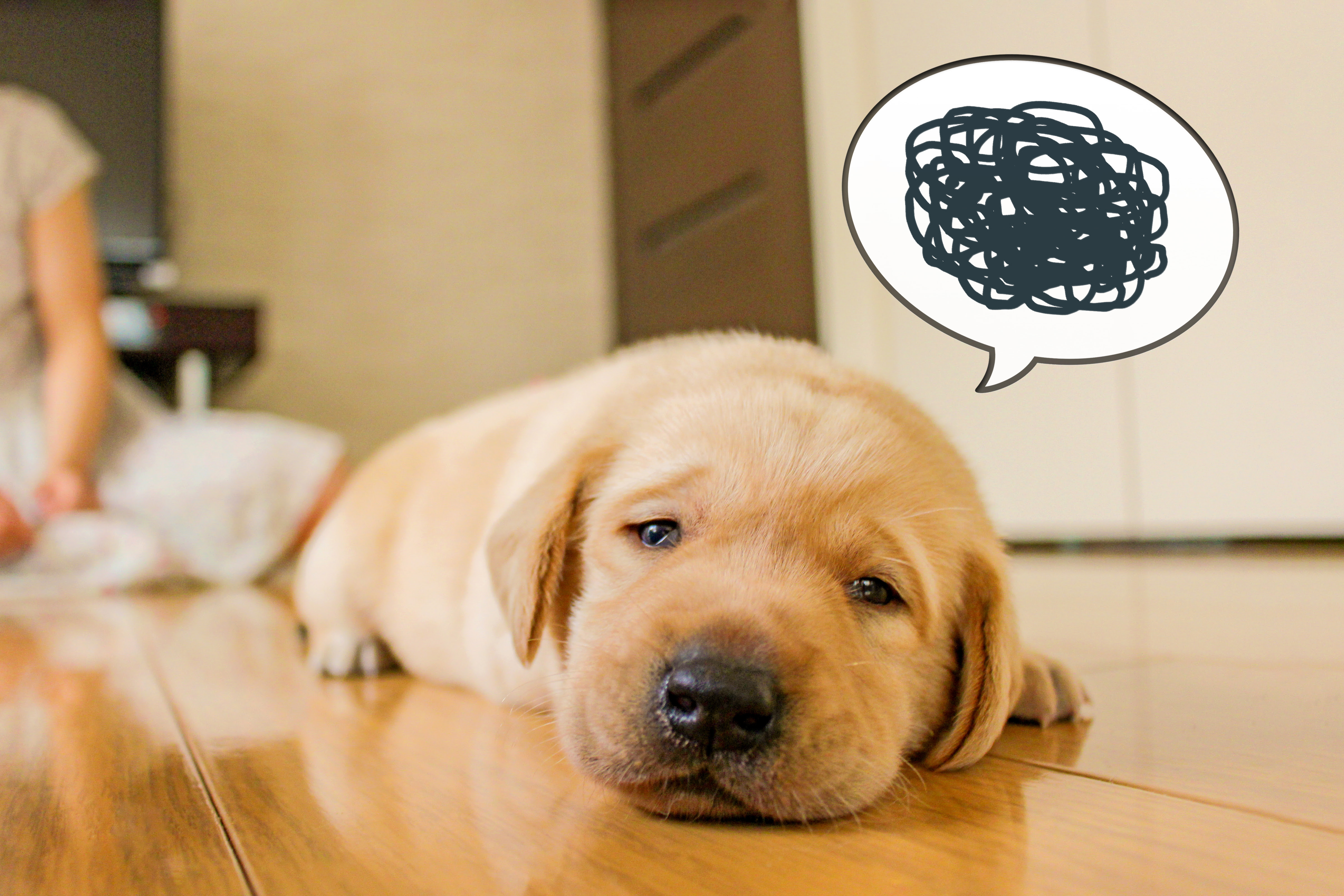 獣医師監修 犬も花粉症や鼻炎になるの 春の花粉症対策7選