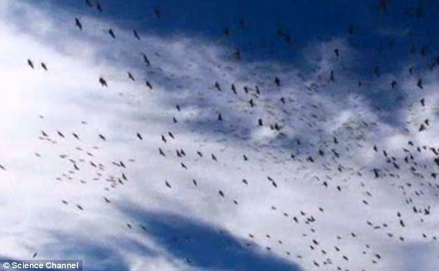 Evidence: Dr Hameroff believes new findings about the role quantum physics plays in biological processes, such as the navigation of birds, will one day prove his theory