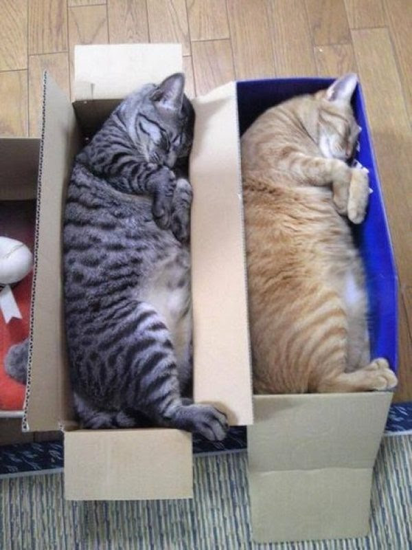 Synchronous cats