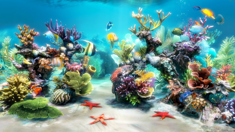 Cherche Fond Ecran Aquarium Vivant Gratuit