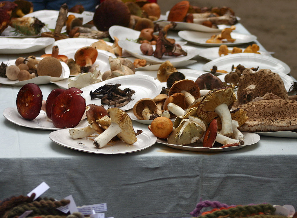 Fungi