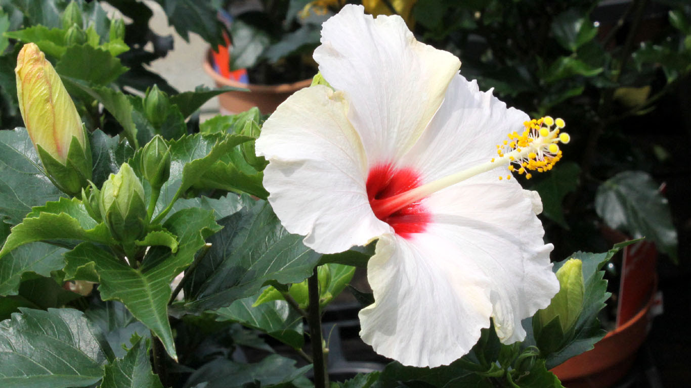 トロピカル フラワー壁紙 ハイビスカス プルメリア Free Will 楽天ブログ