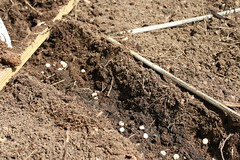 pea seeds