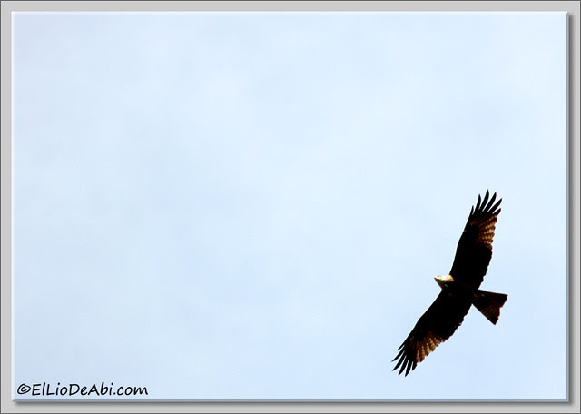 3 IMG_6604 2