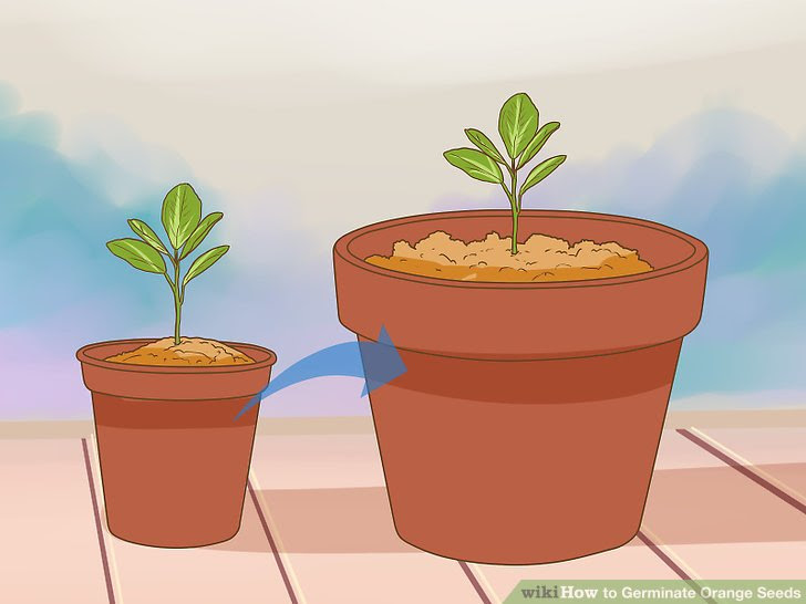 Germinate Orange Seeds Step 8 Version 2.jpg