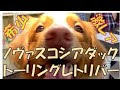 ノヴァ・スコシア・ダック・トーリング・レトリーバー ブリーダー 243739-ノヴァ スコシア ダック トーリング レトリーバー ブリーダー