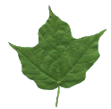 Resultado de imagen de una hoja gif