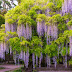 Wisteria Texas Purple - Deer resistant deciduous vine with vigorous twining.