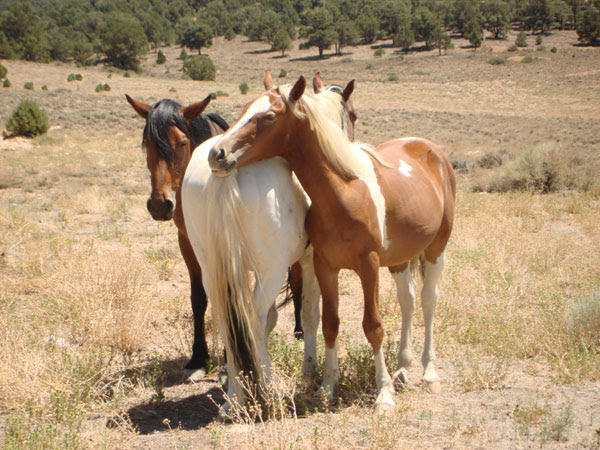 Horses
