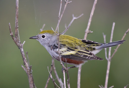 Chestnut-sided Warbler
