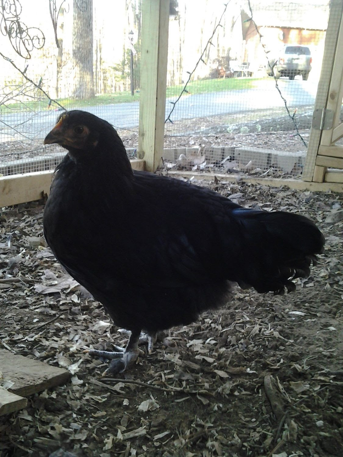 Marans Thread - breed discussion &amp; pictures are welcome ...