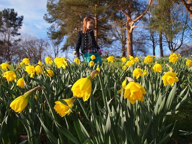 Daffodils
