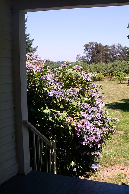 Hydrangeas, Howell Territorial Park