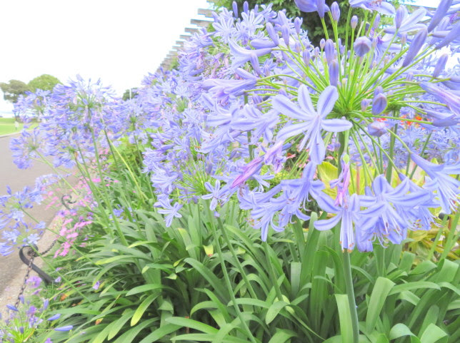 アガパンサス花散歩