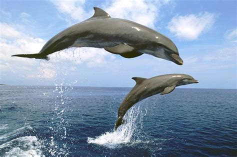 lumba lumba mamalia laut  terancam punah bobogridid
