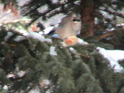 picture of birds