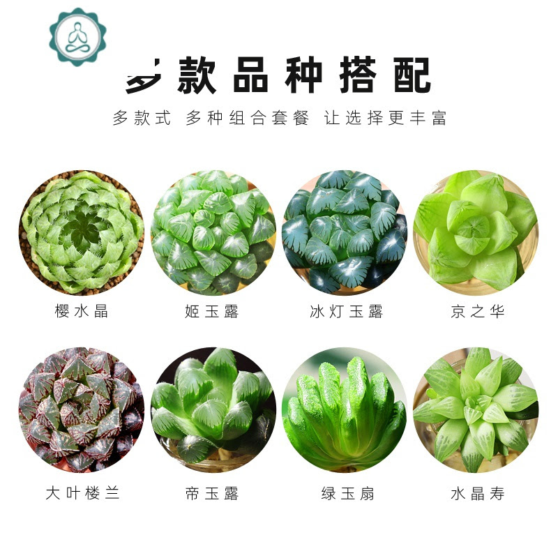 水培玻璃瓶玉露组合套餐多肉植物室内喜盆栽小植物桌面花卉艺呈5颗玉露a 含盆报价 参数 图片 视频 怎么样 问答 苏宁易购