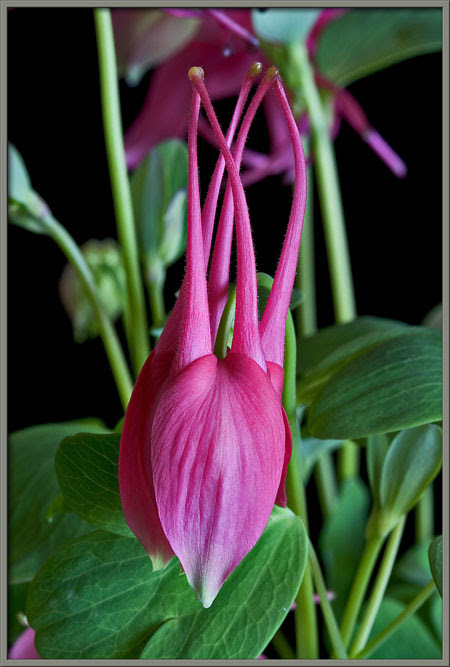 A close up view of the columbine.