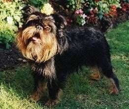 Griffon Bruxellois Dog Picture