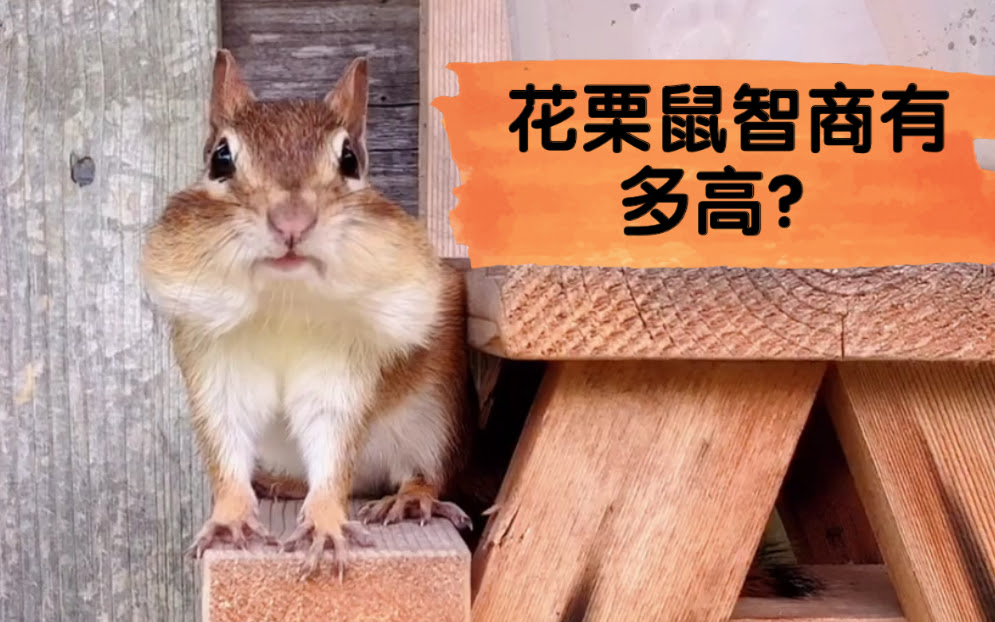 该怎么评价小好奇的智商 我家后院的花栗鼠 哔哩哔哩 つロ干杯 Bilibili