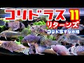 25 ++ コリドラス 砂なし 742818-コリドラス 砂なし