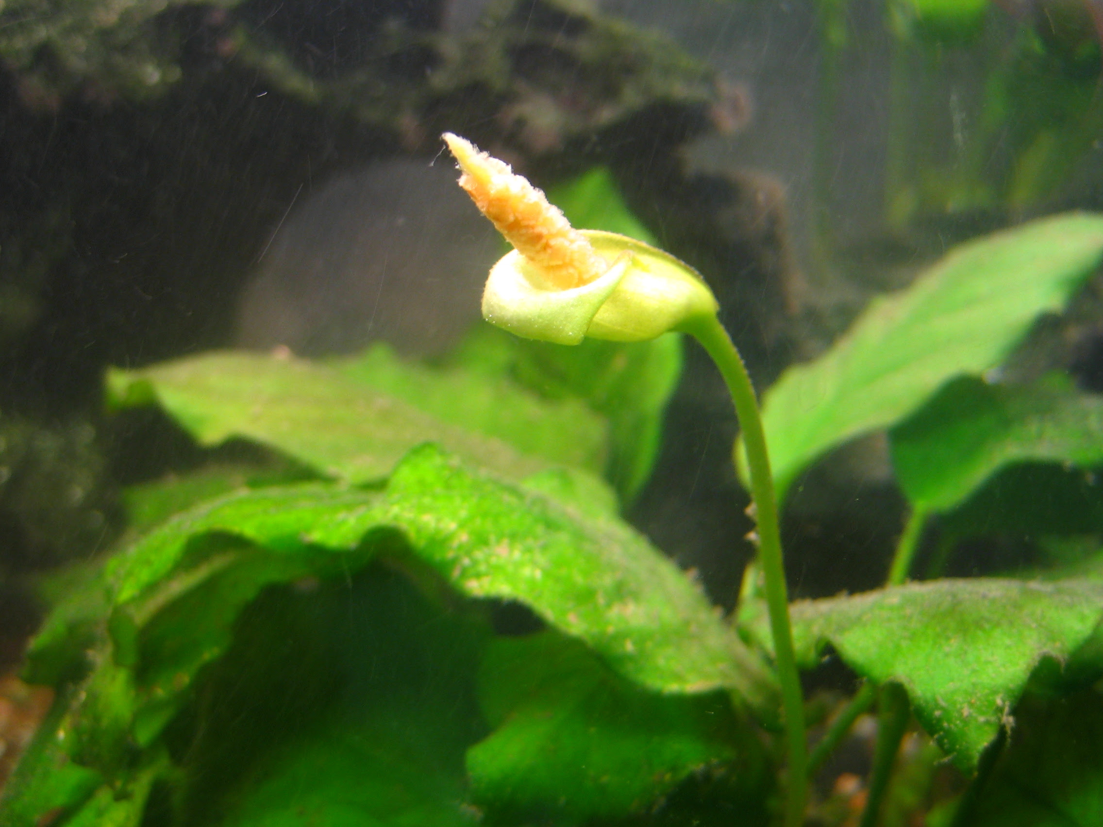 アヌビアスナナ みっつーの理科室からのひとり言